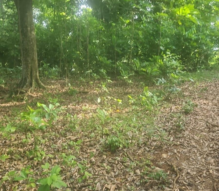 First image of Navarre Lane, Seaforth, s in Seaforth, St. Thomas, Jamaica - property is For Sale