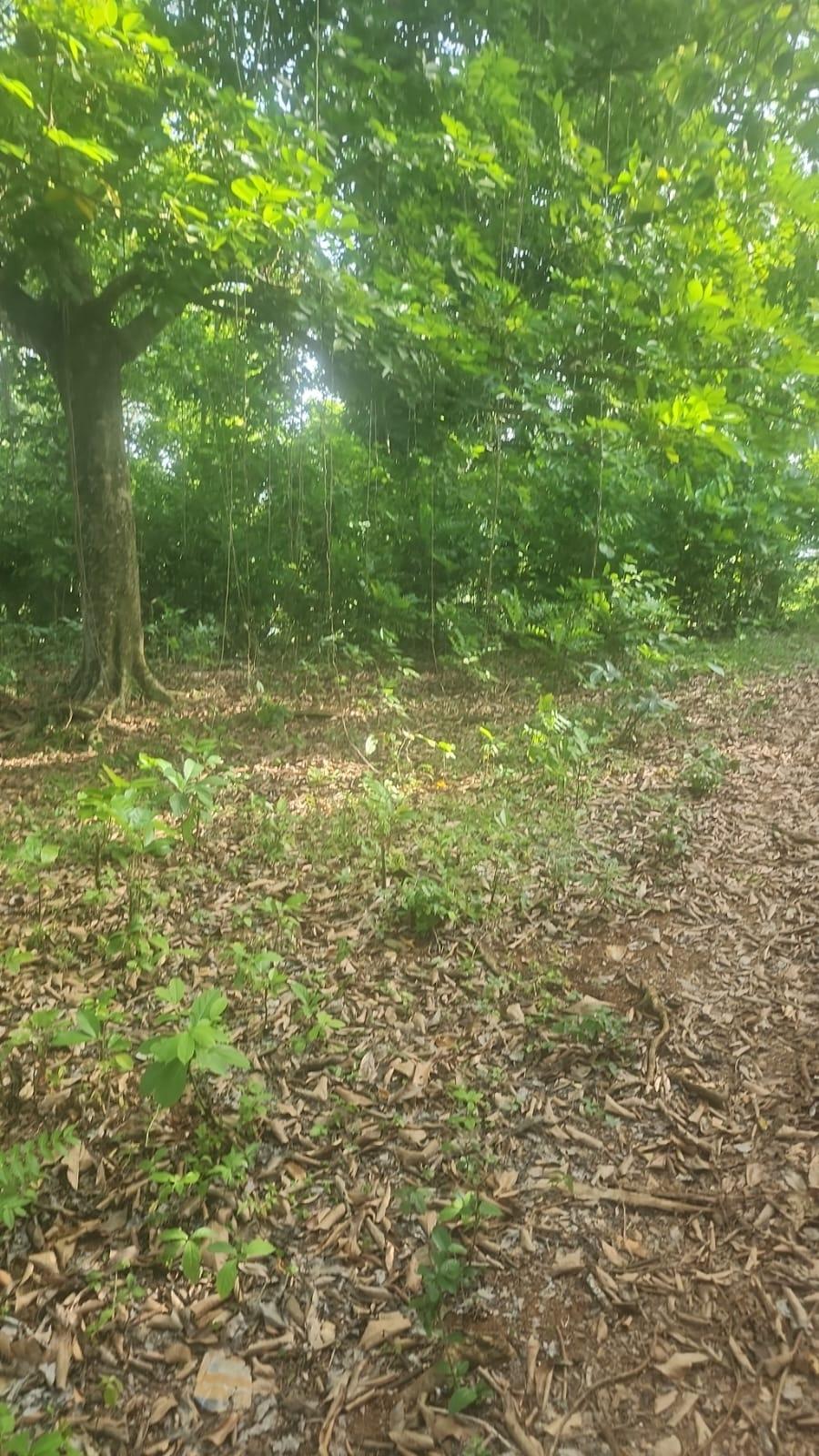 First image of Navarre Lane, Seaforth, s in Seaforth, St. Thomas, Jamaica - property is For Sale