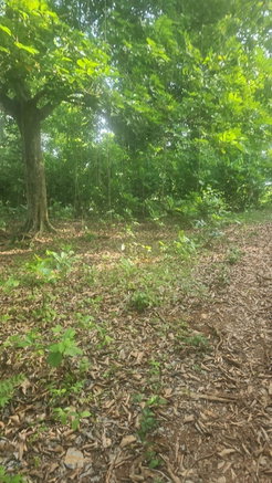 First image of Navarre Lane, Seaforth, s in Seaforth, St. Thomas, Jamaica - property is For Sale