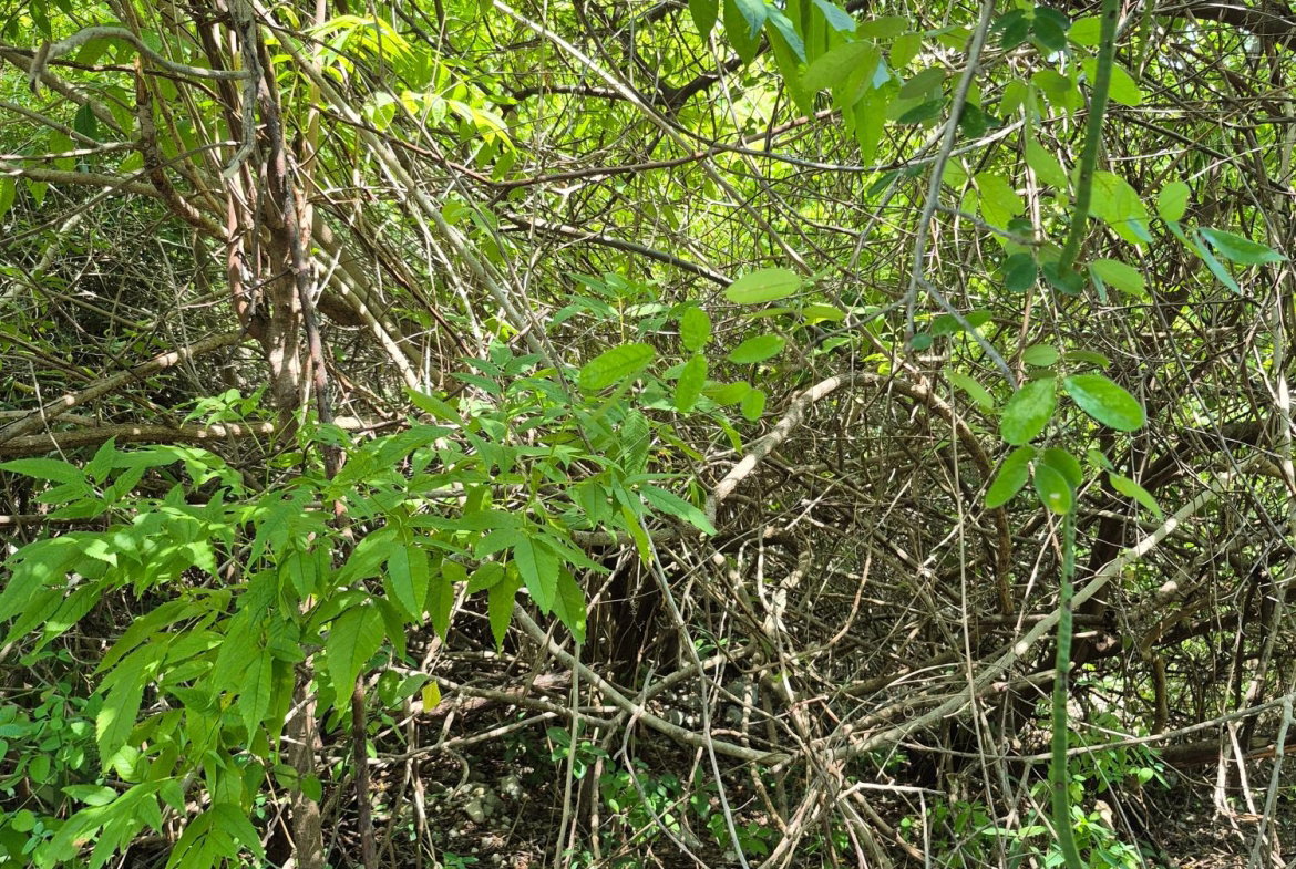 Fourth image of Block C-lot 115c Alpine Way in Albion, St. Thomas, Jamaica - property is For Sale