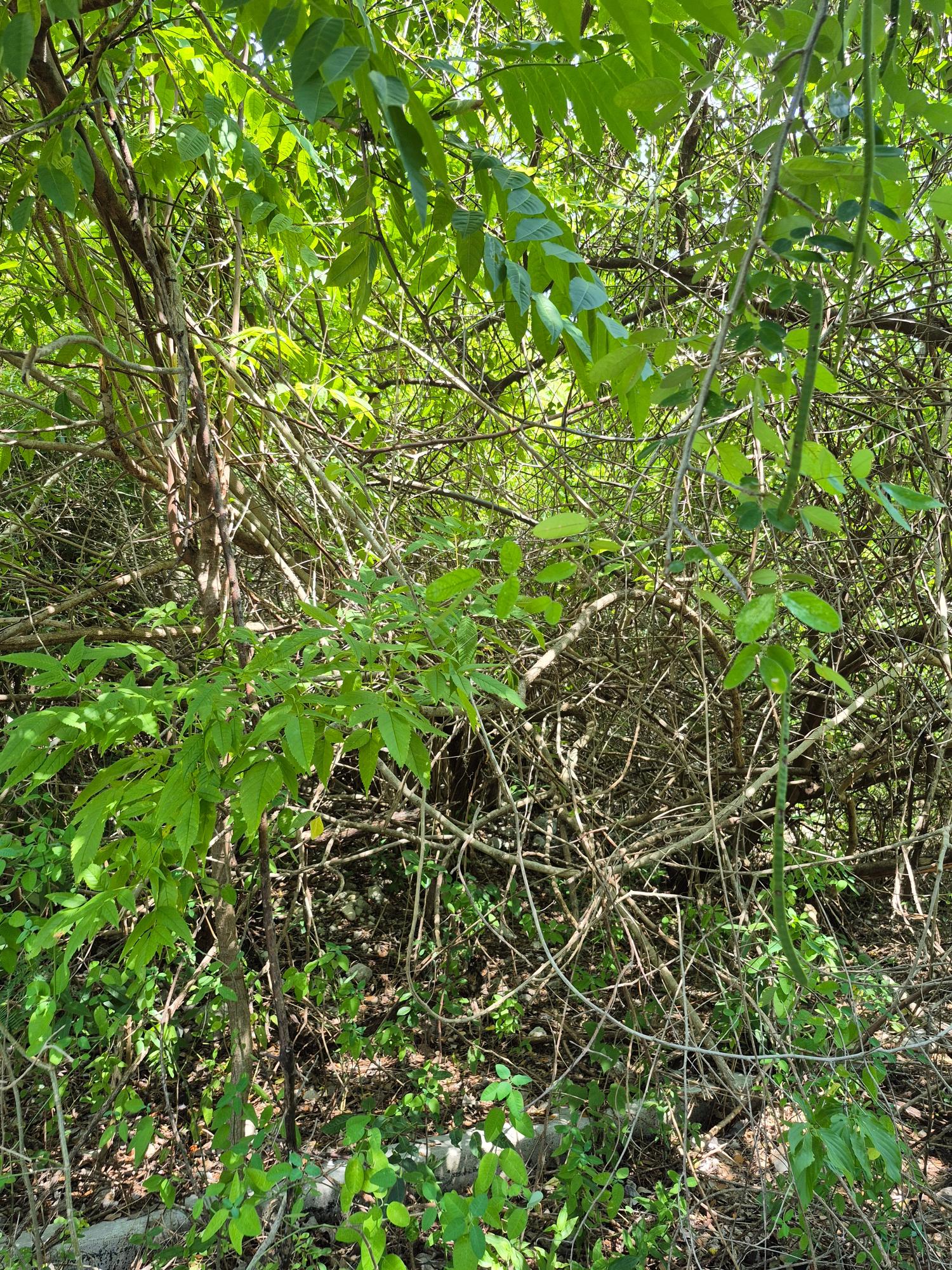 Fourth image of Block C-lot 115c Alpine Way in Albion, St. Thomas, Jamaica - property is For Sale