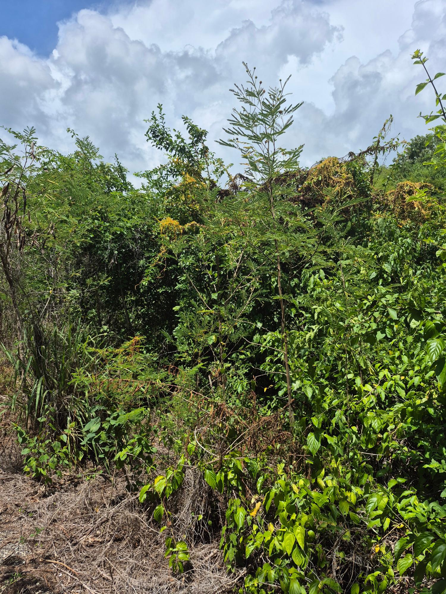 Fifth image of Block C-lot 115c Alpine Way in Albion, St. Thomas, Jamaica - property is For Sale