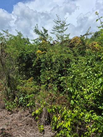 Fifth image of Block C-lot 115c Alpine Way in Albion, St. Thomas, Jamaica - property is For Sale