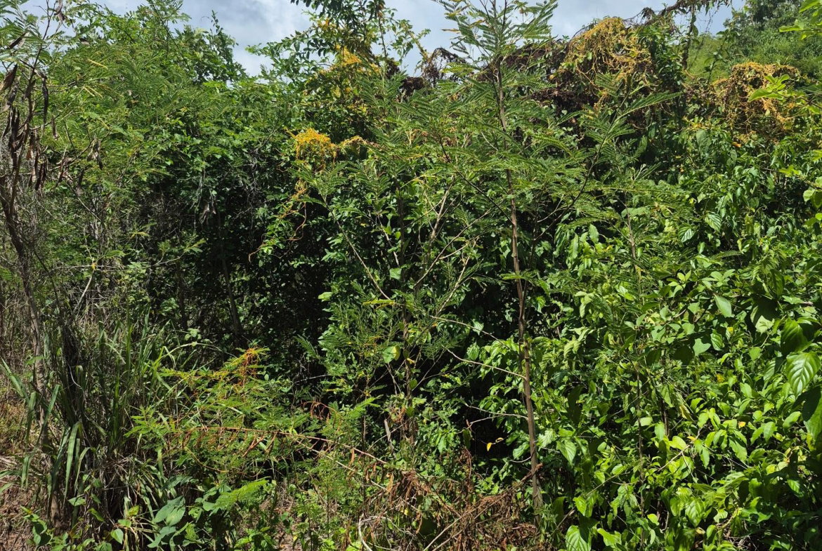 Seventh image of Block C-lot 115c Alpine Way in Albion, St. Thomas, Jamaica - property is For Sale