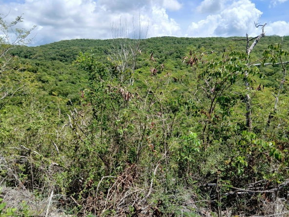 Second image of Block D-lot 39 Albion Height Boulevard in Albion, St. Thomas, Jamaica - property is For Sale