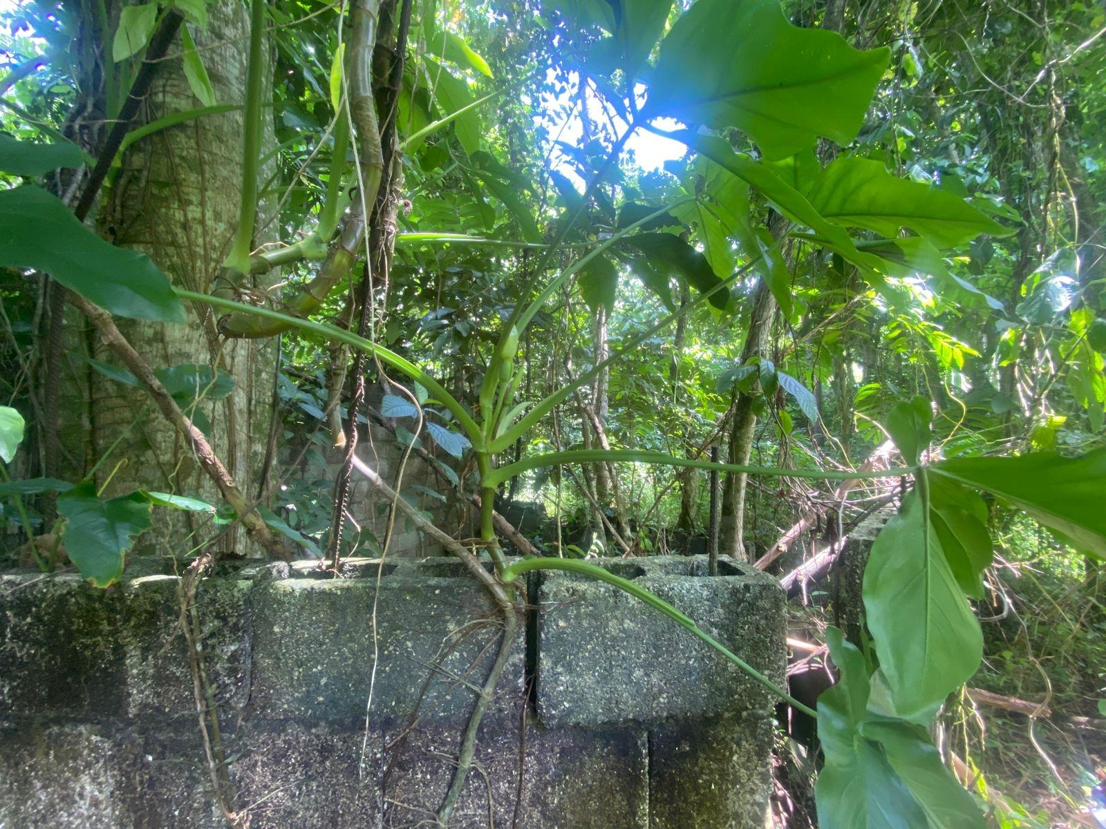 Eighth image of Lot 118 Sunnyside, Linstead P.o. in Linstead, St. Catherine, Jamaica - property is For Sale