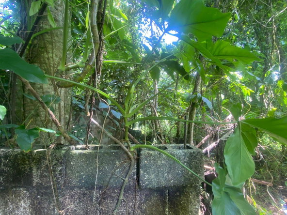 Eighth image of Lot 118 Sunnyside, Linstead P.o. in Linstead, St. Catherine, Jamaica - property is For Sale