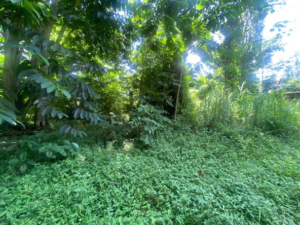 Tenth image of Lot 118 Sunnyside, Linstead P.o. in Linstead, St. Catherine, Jamaica - property is For Sale