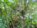 First image of Lot 118 Sunnyside, Linstead P.o. in Linstead, St. Catherine, Jamaica - property is For Sale