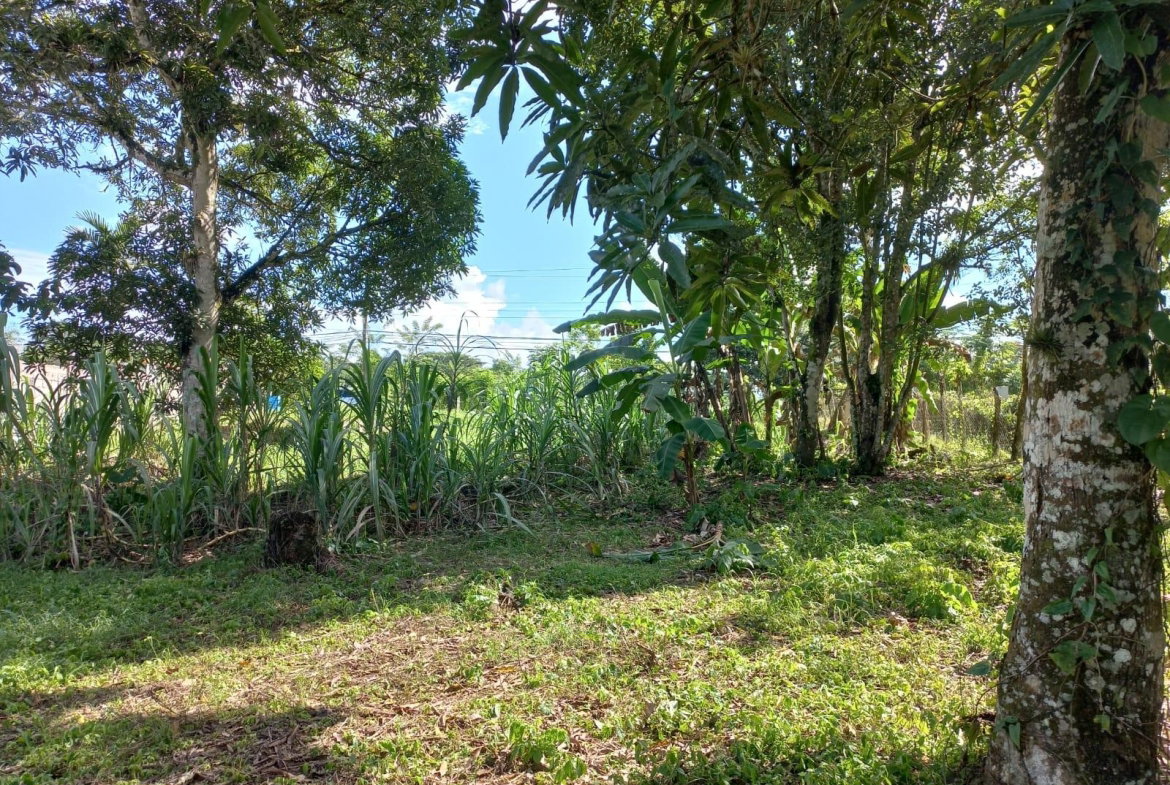 Fourth image of Golden Grove in Axe And Adze, Hanover, Jamaica - property is For Sale