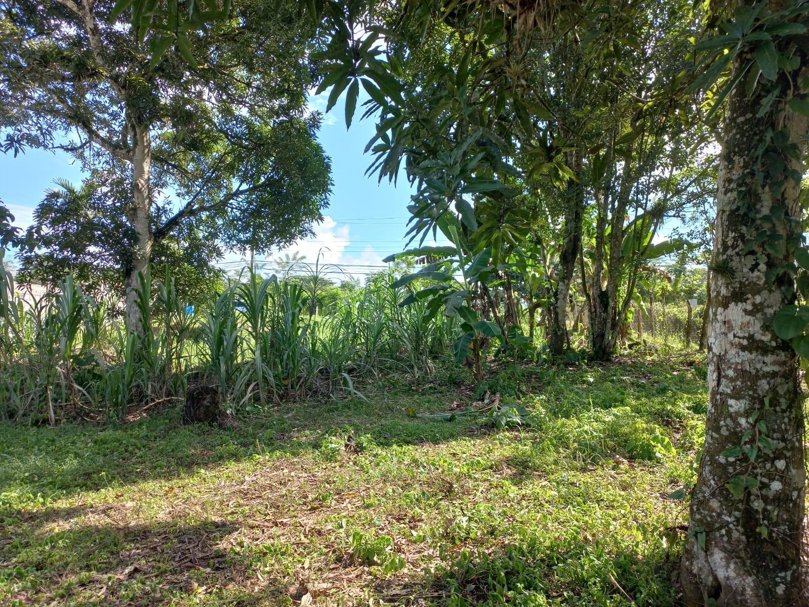 Fourth image of Golden Grove in Axe And Adze, Hanover, Jamaica - property is For Sale