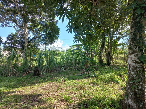 Fourth image of Golden Grove in Axe And Adze, Hanover, Jamaica - property is For Sale