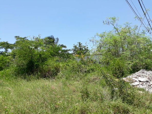 Fifth image of Golden Grove in Axe And Adze, Hanover, Jamaica - property is For Sale