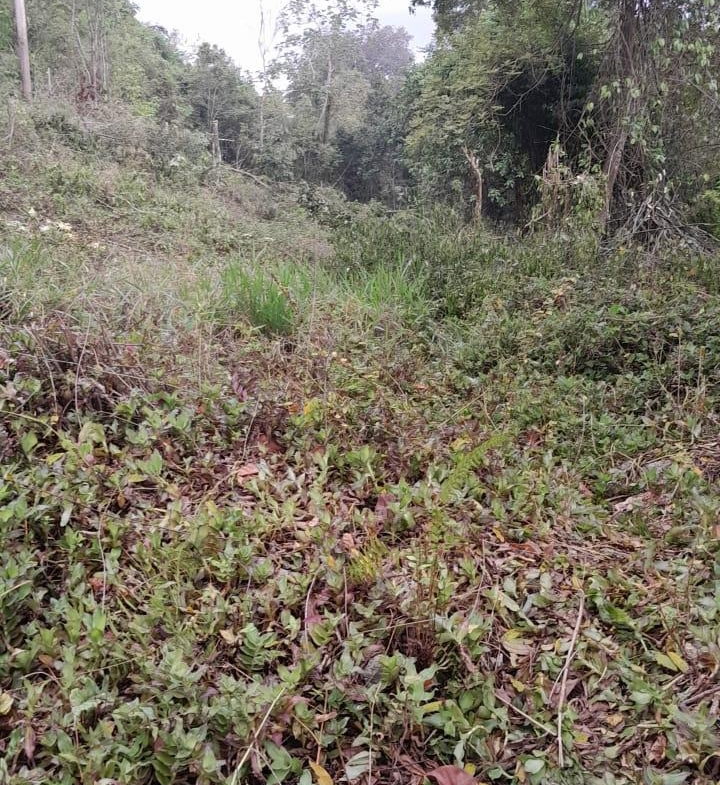 Seventeenth image of Heartease, Manchester in Heartease, Manchester, Jamaica - property is For Sale