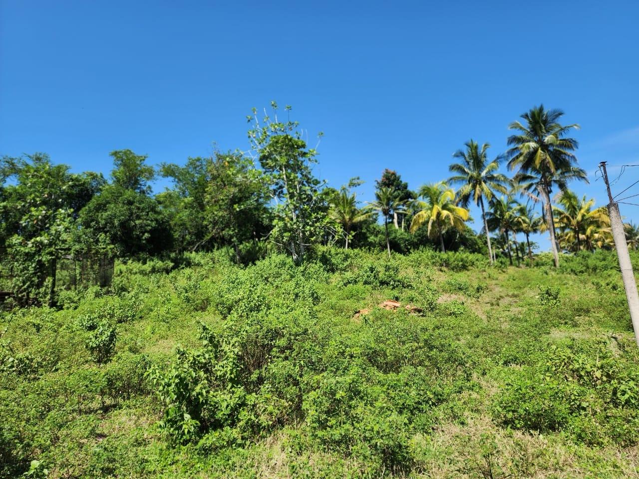 Versatile-Development-Land-for-Sale-in-Haughton-Grove-Hanover-Jamaica Twentieth image of 70a Haughton Grove in Haughton Grove, Hanover, Jamaica - property is For Sale