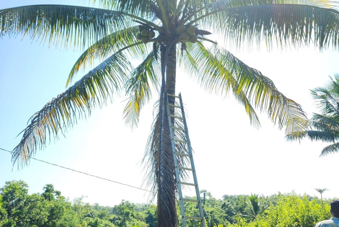 Third image of 70a Haughton Grove in Haughton Grove, Hanover, Jamaica - property is For Sale