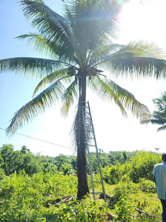 Third image of 70a Haughton Grove in Haughton Grove, Hanover, Jamaica - property is For Sale