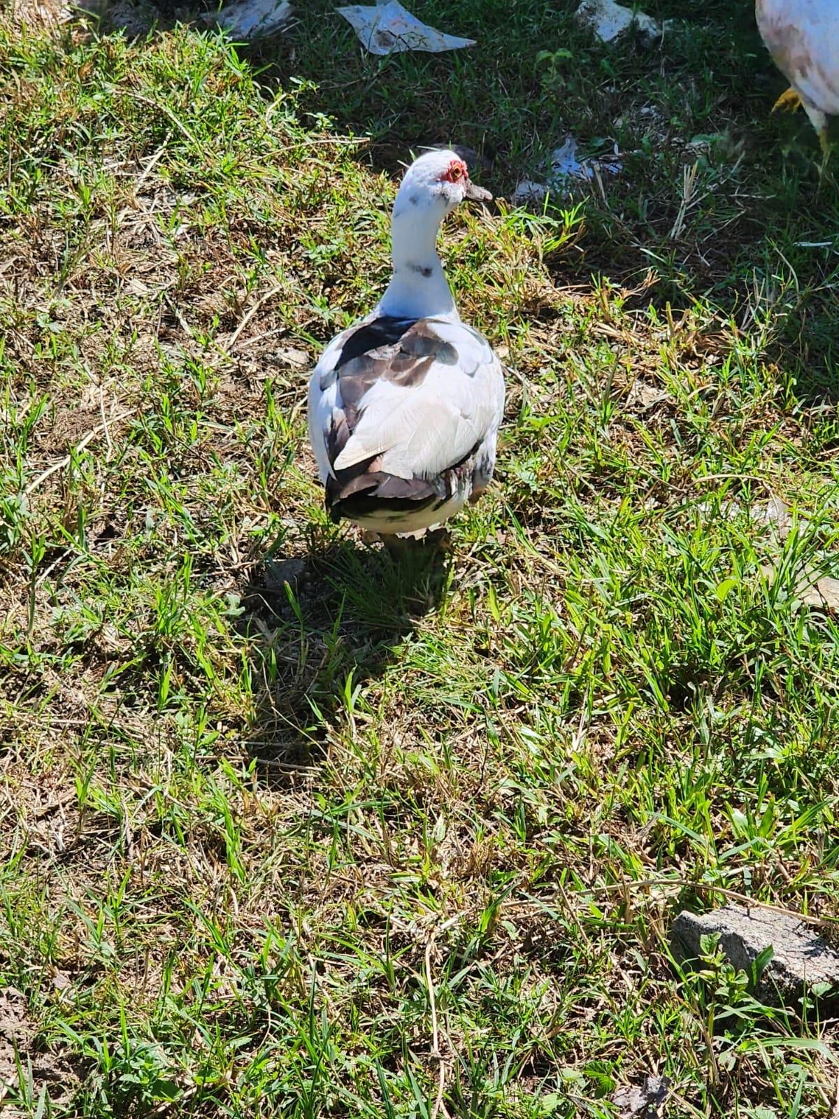 Versatile-Development-Land-for-Sale-in-Haughton-Grove-Hanover-Jamaica Fourth image of 70a Haughton Grove in Haughton Grove, Hanover, Jamaica - property is For Sale