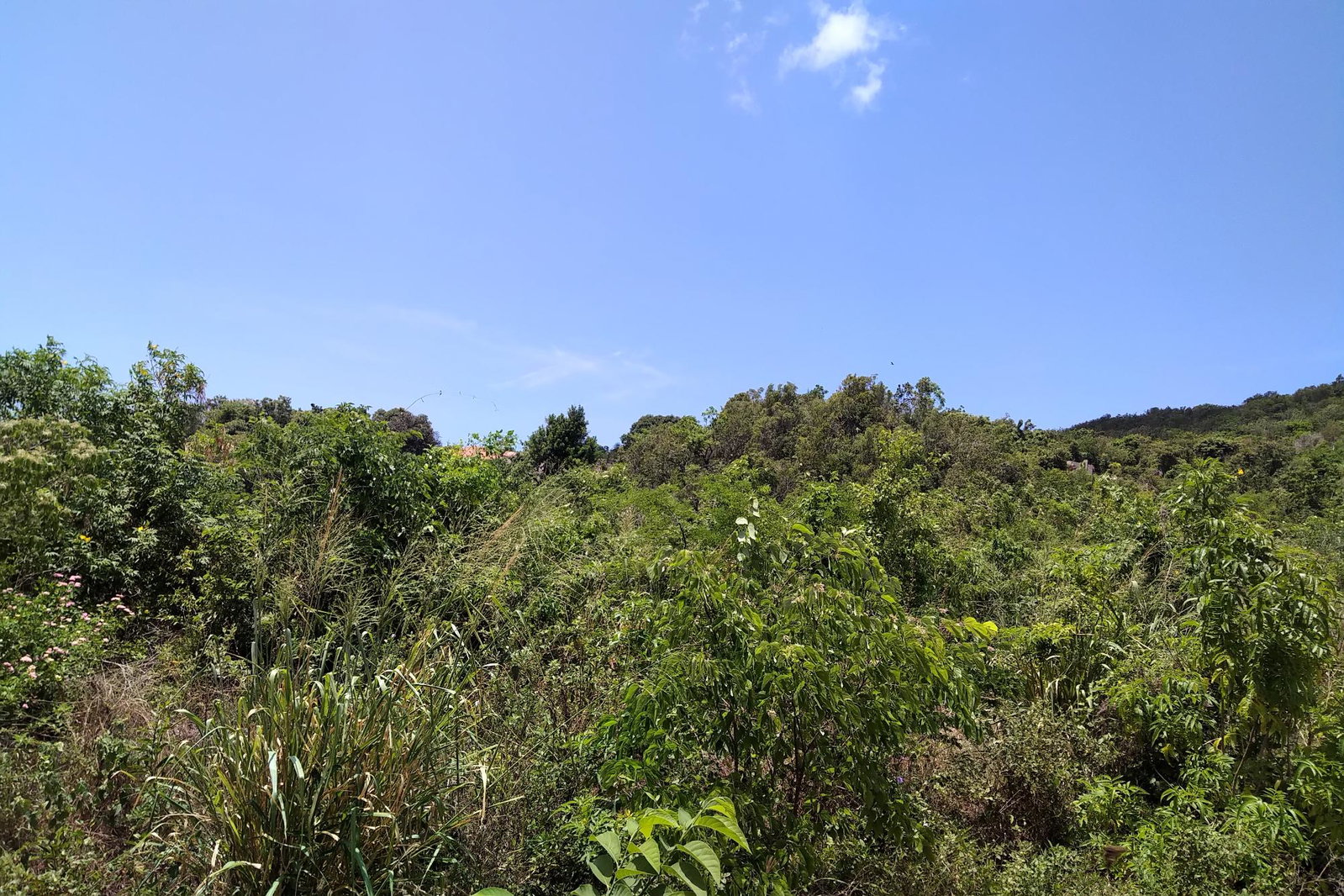 Second image of Chocolate Hole, Essex Val in Junction, St. Elizabeth, Jamaica - property is For Sale