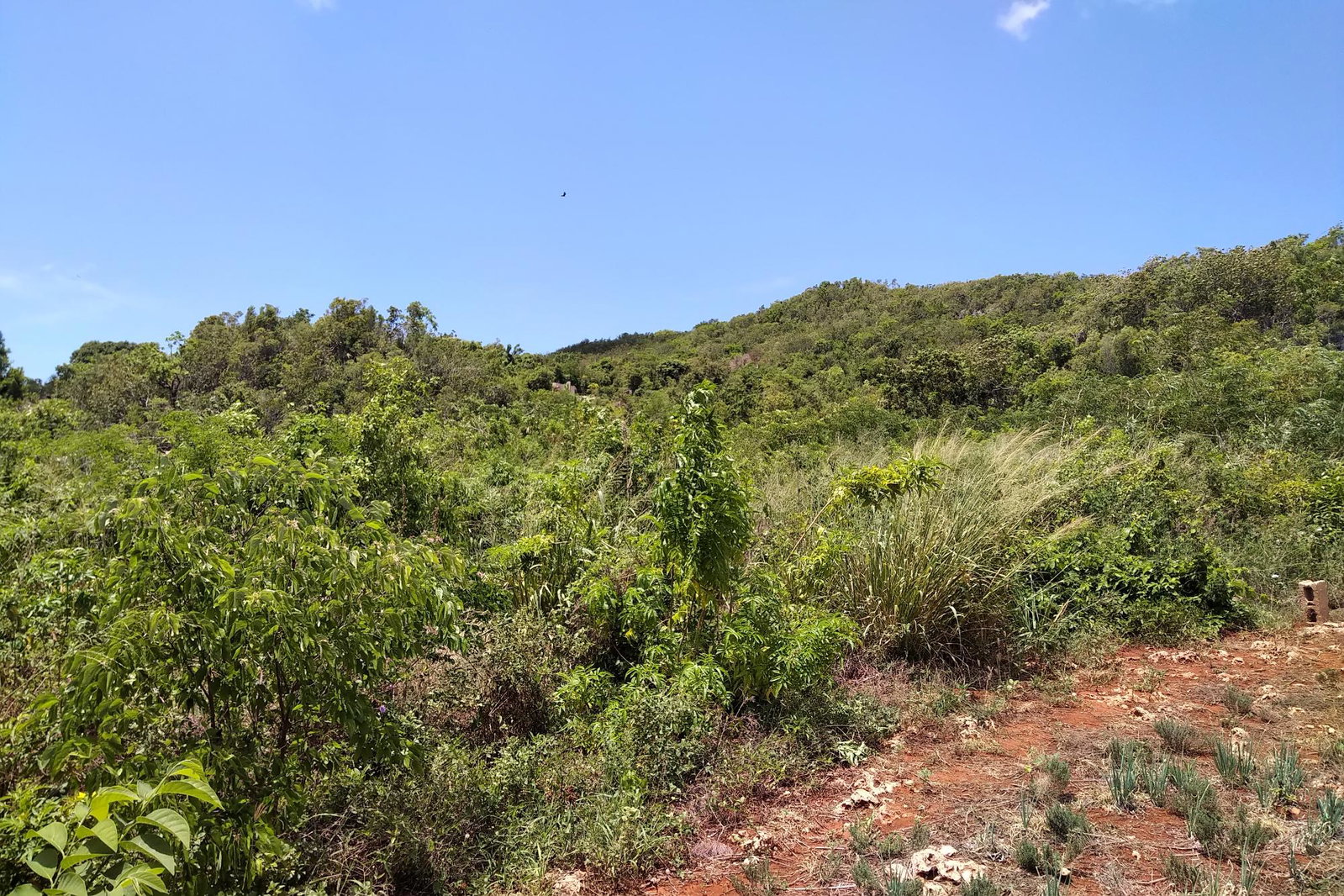 Third image of Chocolate Hole, Essex Val in Junction, St. Elizabeth, Jamaica - property is For Sale