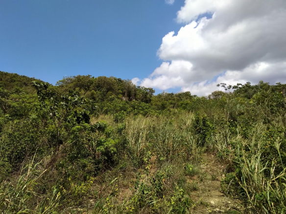 First image of Chocolate Hole, Essex Val in Junction, St. Elizabeth, Jamaica - property is For Sale