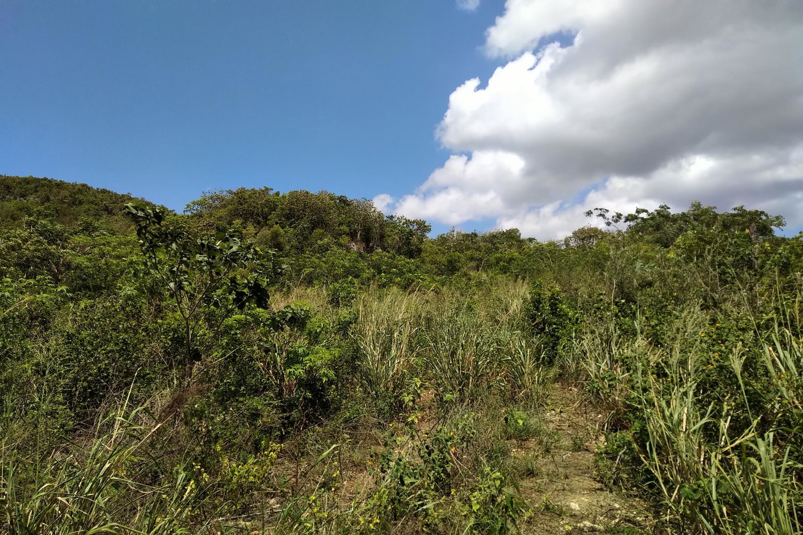 First image of Chocolate Hole, Essex Val in Junction, St. Elizabeth, Jamaica - property is For Sale