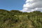 First image of Chocolate Hole, Essex Val in Junction, St. Elizabeth, Jamaica - property is For Sale