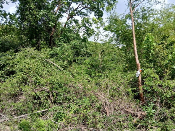 Sixth image of Block D-lot 124 Blue Mountain Road in Albion, St. Thomas, Jamaica - property is For Sale