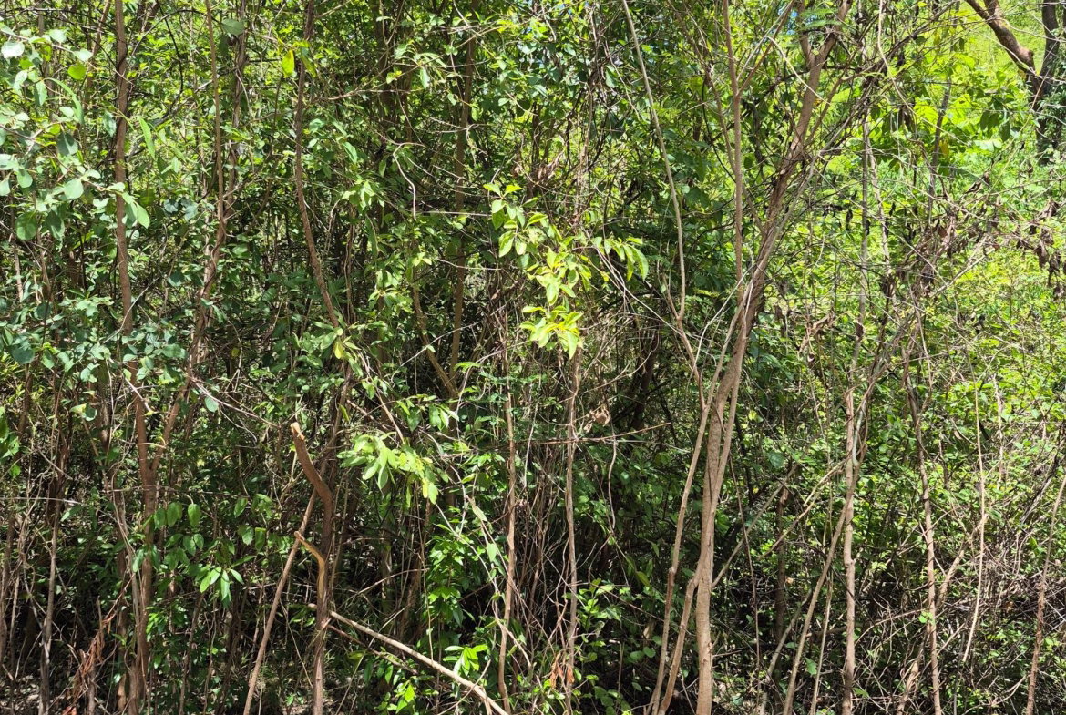 Sixth image of Block D-lot 122 Albion Heights Boulevard in Albion, St. Thomas, Jamaica - property is For Sale