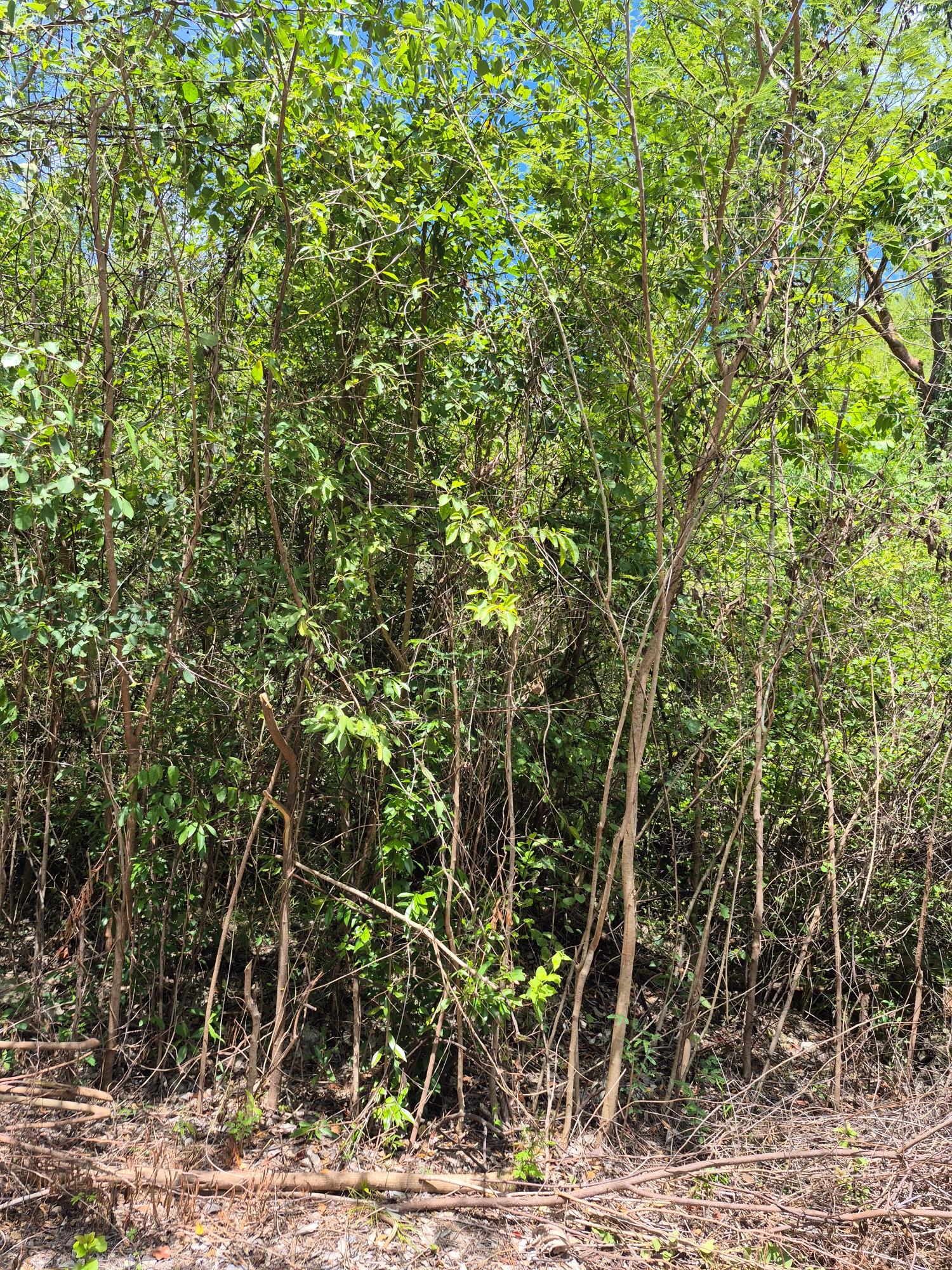 Sixth image of Block D-lot 122 Albion Heights Boulevard in Albion, St. Thomas, Jamaica - property is For Sale