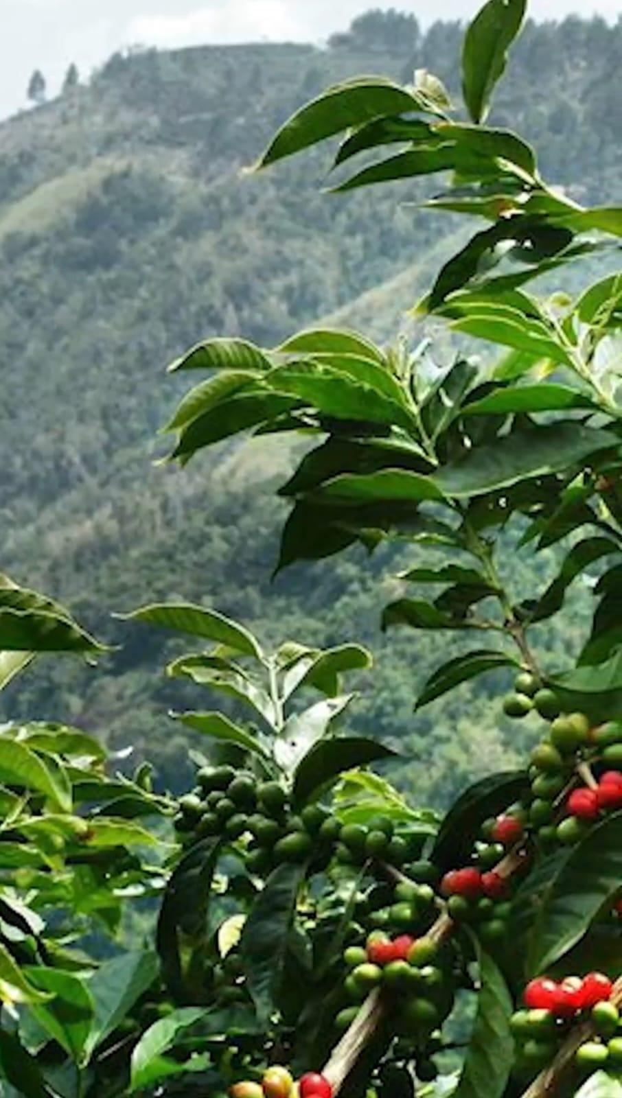 13-Acres-of-Prime-Blue-Mountain-Land-for-Sale-in-New-Gardens-St.-Andrew-Jamaica Fourth image of Blue Mountain, New Gardens in Stony Hill P.O., St. Andrew, Jamaica - property is For Sale