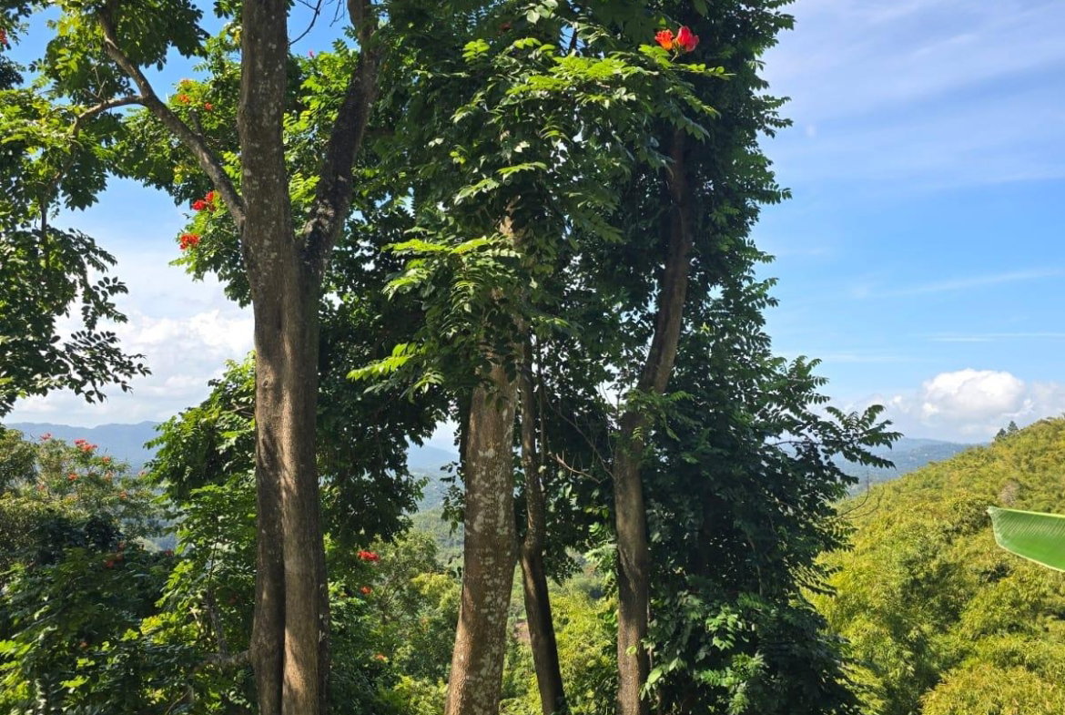 Fifth image of Blue Mountain, New Gardens in Stony Hill P.O., St. Andrew, Jamaica - property is For Sale