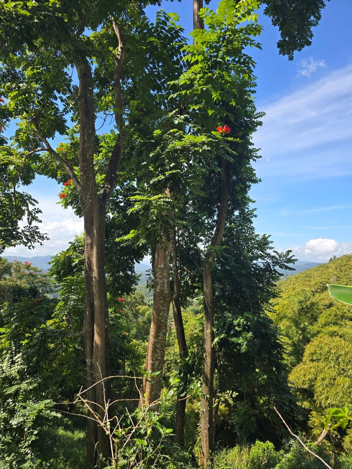 13-Acres-of-Prime-Blue-Mountain-Land-for-Sale-in-New-Gardens-St.-Andrew-Jamaica Fifth image of Blue Mountain, New Gardens in Stony Hill P.O., St. Andrew, Jamaica - property is For Sale