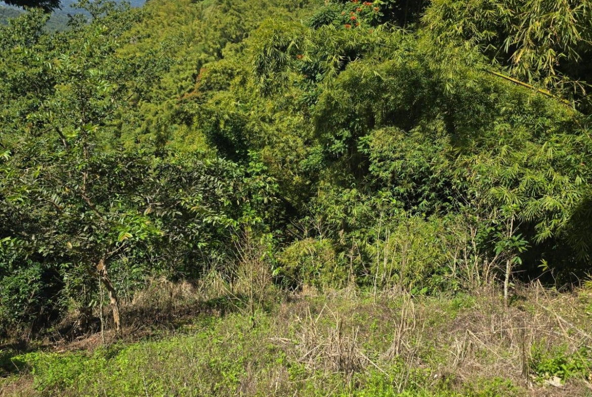 Seventh image of Blue Mountain, New Gardens in Stony Hill P.O., St. Andrew, Jamaica - property is For Sale