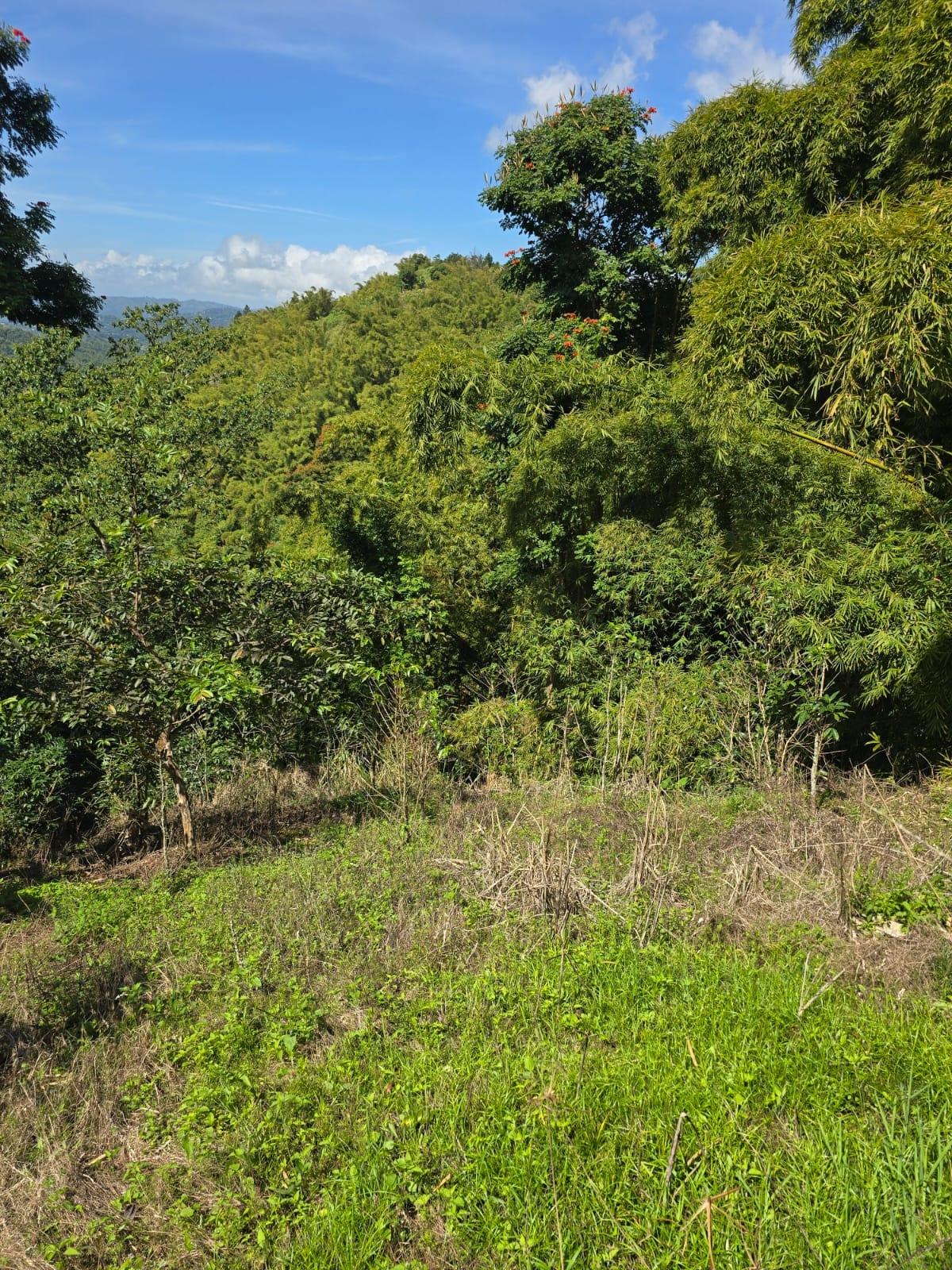 13-Acres-of-Prime-Blue-Mountain-Land-for-Sale-in-New-Gardens-St.-Andrew-Jamaica Seventh image of Blue Mountain, New Gardens in Stony Hill P.O., St. Andrew, Jamaica - property is For Sale