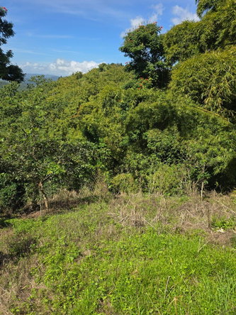 Seventh image of Blue Mountain, New Gardens in Stony Hill P.O., St. Andrew, Jamaica - property is For Sale
