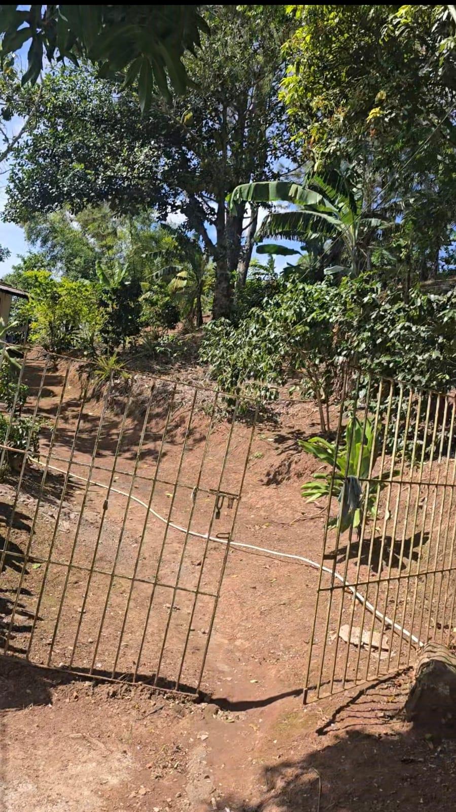 13-Acres-of-Prime-Blue-Mountain-Land-for-Sale-in-New-Gardens-St.-Andrew-Jamaica Eighth image of Blue Mountain, New Gardens in Stony Hill P.O., St. Andrew, Jamaica - property is For Sale