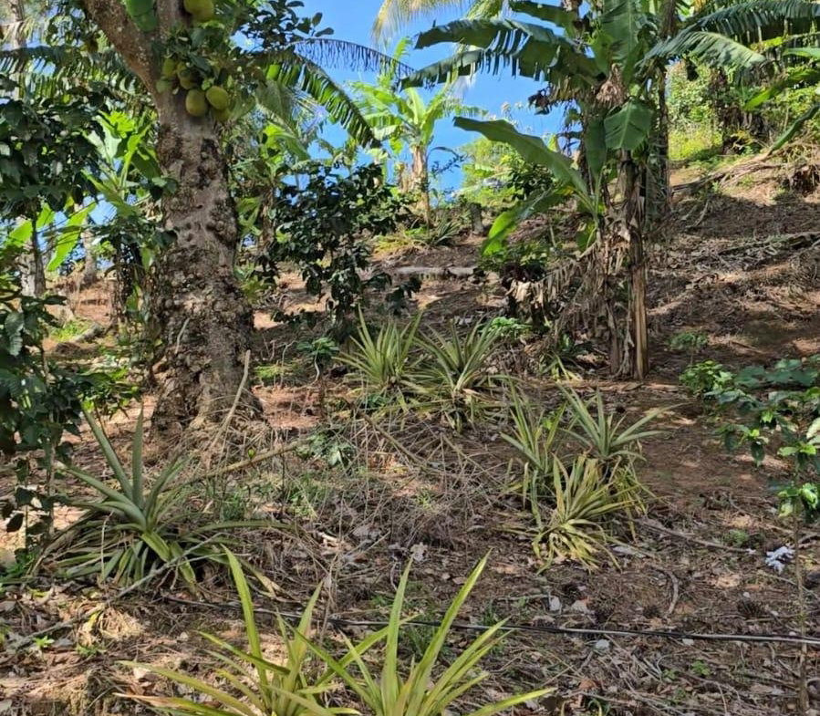 Ninth image of Blue Mountain, New Gardens in Stony Hill P.O., St. Andrew, Jamaica - property is For Sale