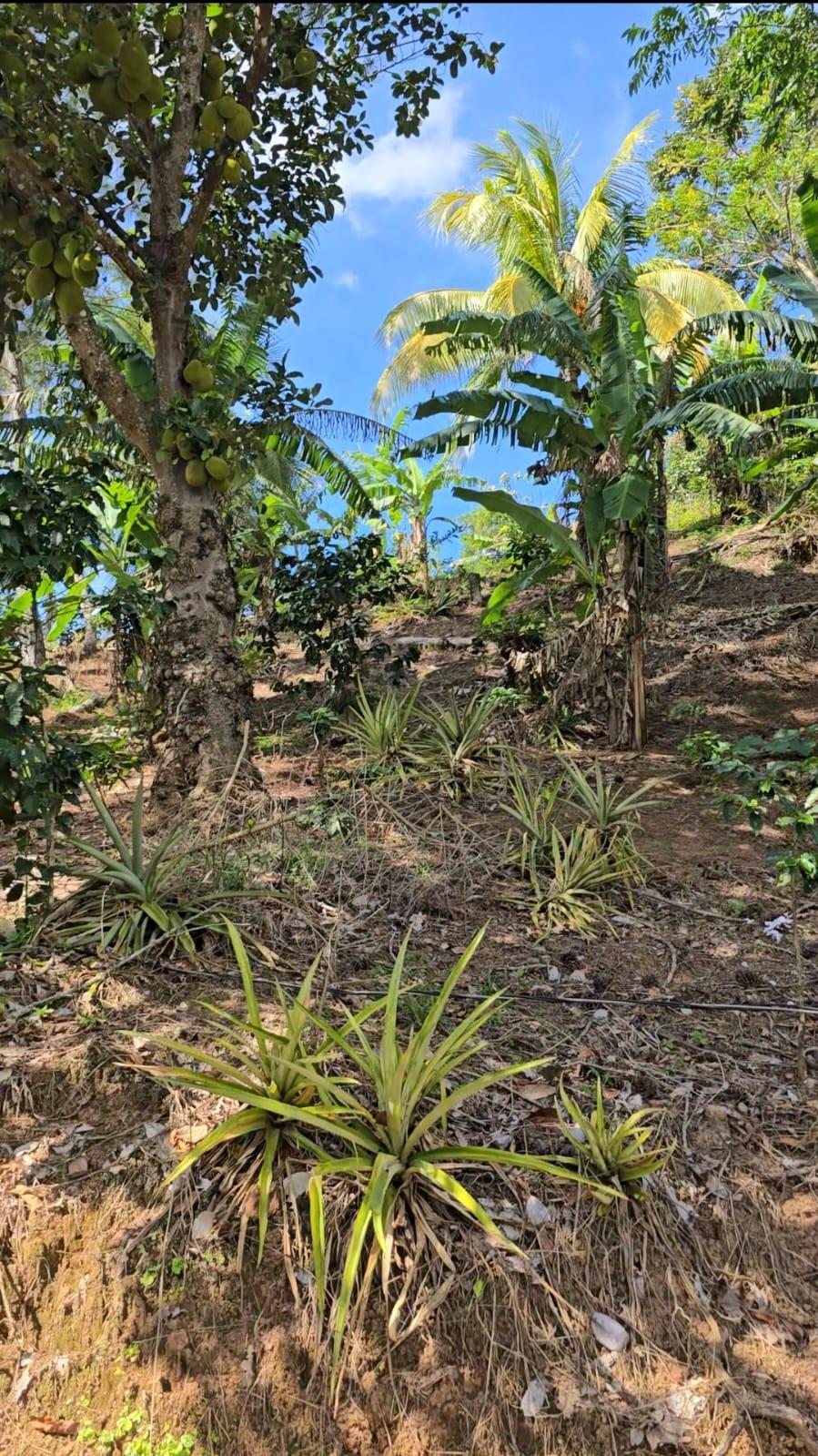 13-Acres-of-Prime-Blue-Mountain-Land-for-Sale-in-New-Gardens-St.-Andrew-Jamaica Ninth image of Blue Mountain, New Gardens in Stony Hill P.O., St. Andrew, Jamaica - property is For Sale