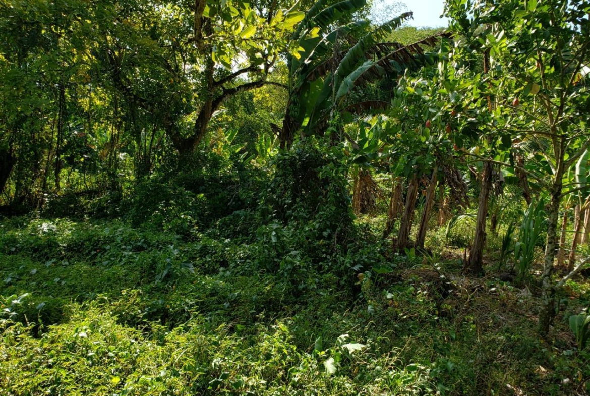 Second image of Lot Ab&c- Rhine Bath st Thomas in Bath, St. Thomas, Jamaica - property is For Sale