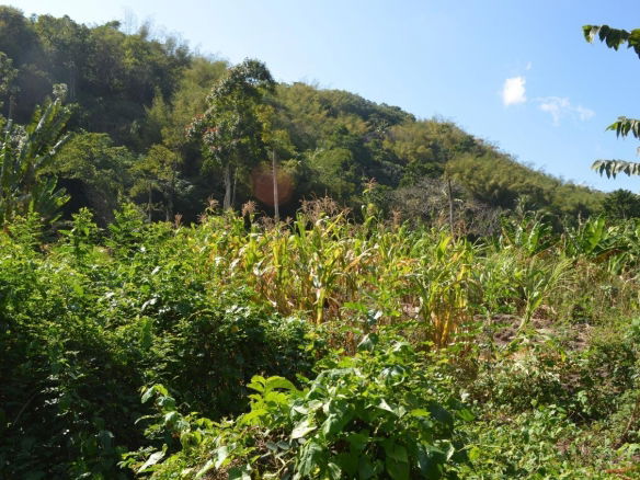 First image of Lot Ab&c- Rhine Bath st Thomas in Bath, St. Thomas, Jamaica - property is For Sale