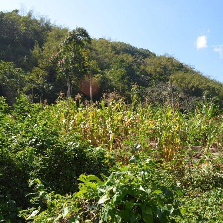 First image of Lot Ab&c- Rhine Bath st Thomas in Bath, St. Thomas, Jamaica - property is For Sale