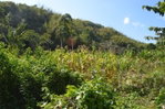 First image of Lot Ab&c- Rhine Bath st Thomas in Bath, St. Thomas, Jamaica - property is For Sale