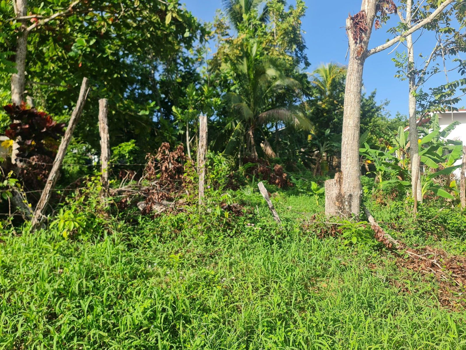 Third image of Lot 61 Upper Retreat in Santa Cruz, St. Elizabeth, Jamaica - property is For Sale