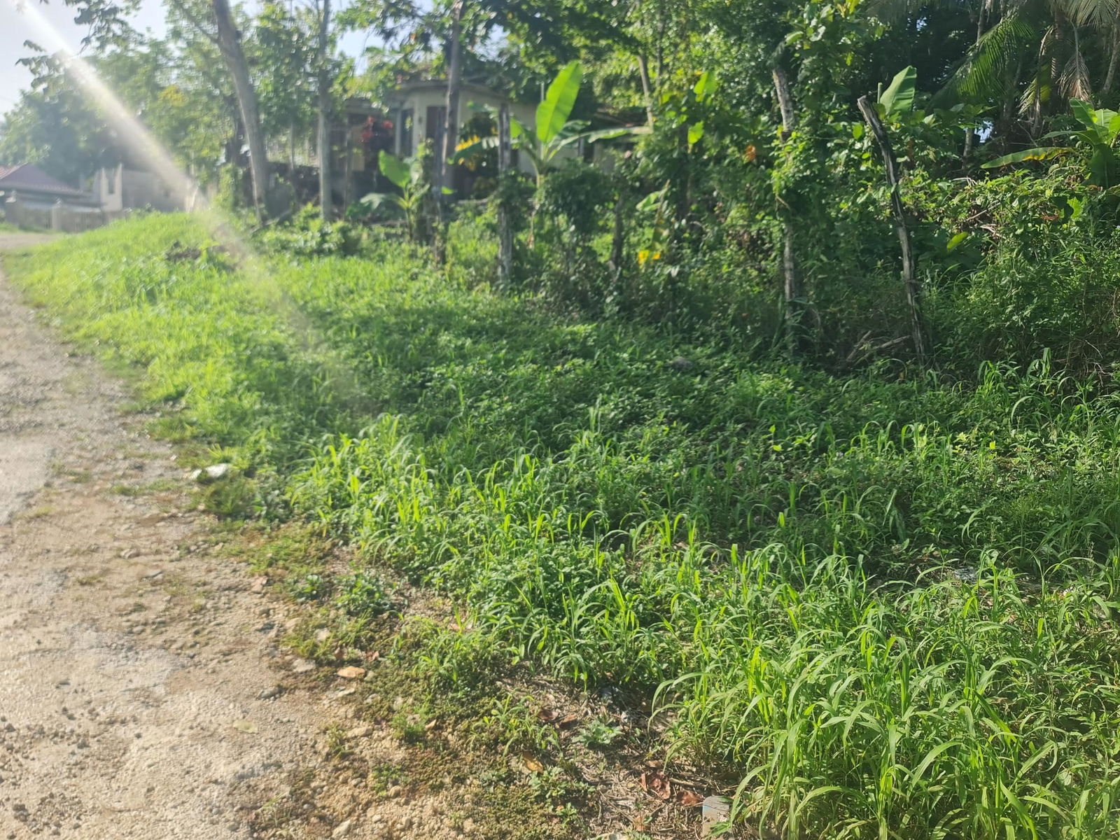 Fourth image of Lot 61 Upper Retreat in Santa Cruz, St. Elizabeth, Jamaica - property is For Sale