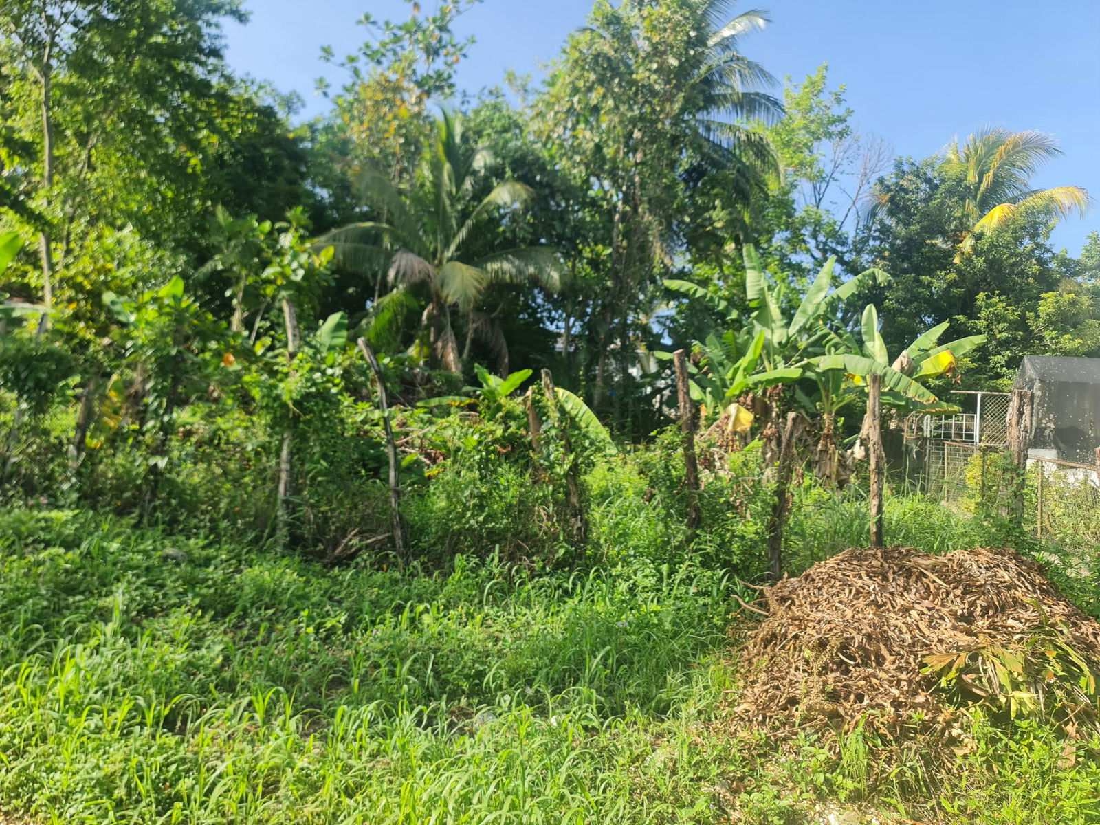 Fifth image of Lot 61 Upper Retreat in Santa Cruz, St. Elizabeth, Jamaica - property is For Sale