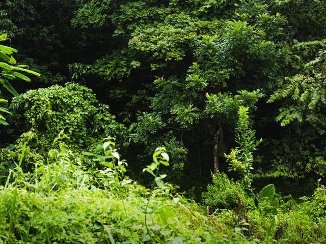 Second image of Land Part of Cheltenham in Santa Cruz, St. Elizabeth, Jamaica - property is For Sale