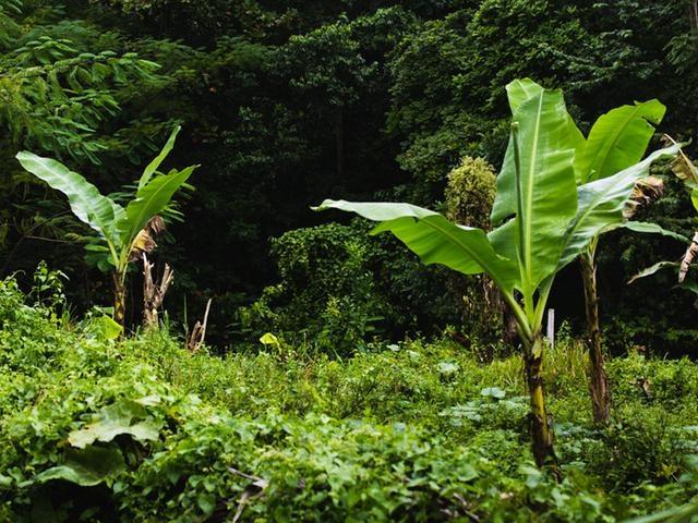 Third image of Land Part of Cheltenham in Santa Cruz, St. Elizabeth, Jamaica - property is For Sale