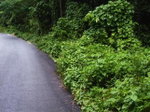 First image of Land Part of Cheltenham in Santa Cruz, St. Elizabeth, Jamaica - property is For Sale