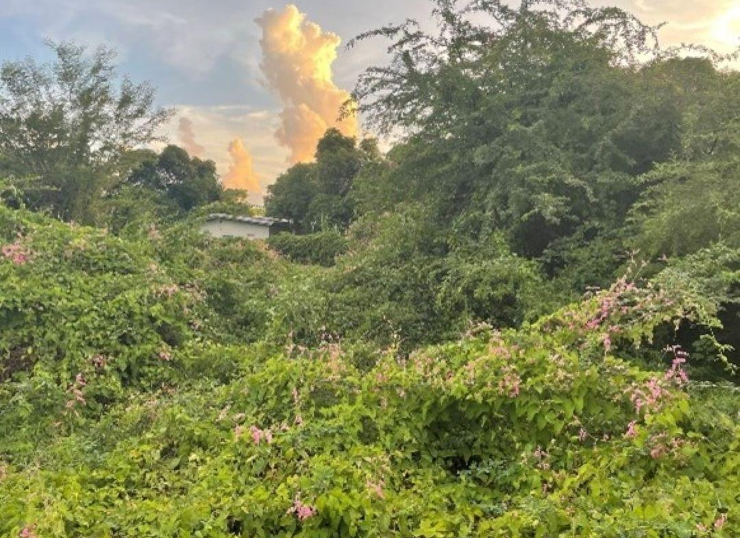 Fifth image of 59 Vincent Street in Lionel Town, Clarendon, Jamaica - property is For Sale
